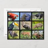 南アメリカの動物のモザイク写真 ポストカード (正面/裏面)