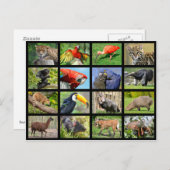 南アメリカの動物のモザイク写真 ポストカード (正面/裏面)