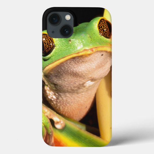 南アメリカ、エクアドル、アマゾン。 アマガエル Case-Mate iPhoneケース (裏面)