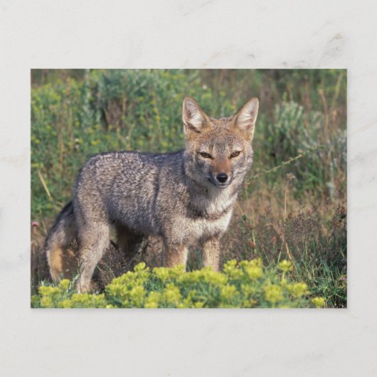 南アメリカ、チリ、Torres del Paine NP、 ポストカード (正面)