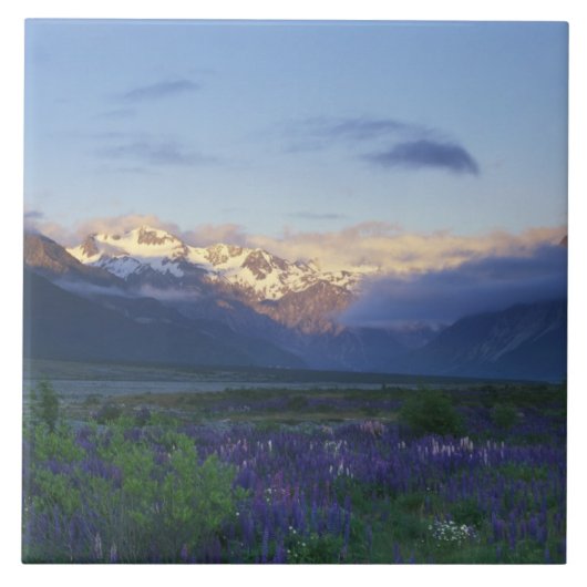 南アーサー峠ルパンと主な分裂 タイル (正面)