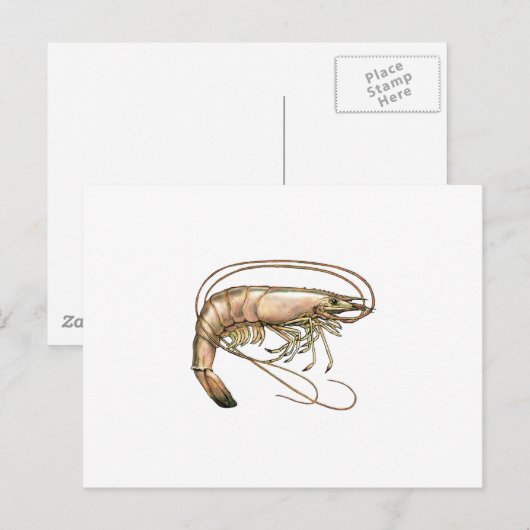 南エビ芸術 ポストカード (正面/裏面)