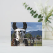 南オおもしろいレゴンのスマイルラマ ポストカード (スタンド正面)