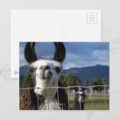 南オおもしろいレゴンのスマイルラマ ポストカード (正面/裏面)