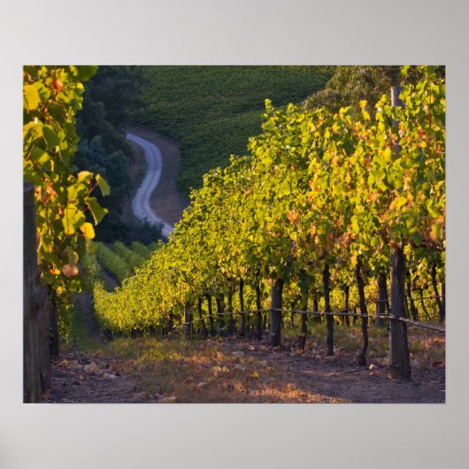 南オーストラリア、アデレード・ヒルズ、サマータウン。2 ポスター (正面)