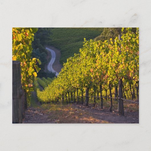 南オーストラリア、アデレード・ヒルズ、サマータウン。2 ポストカード (正面)