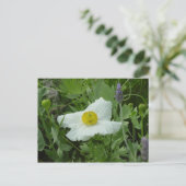 南カリフォルニアのポピー葉書 ポストカード (スタンド正面)