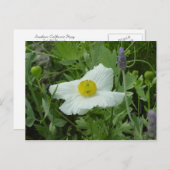 南カリフォルニアのポピー葉書 ポストカード (正面/裏面)