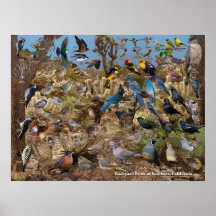 南カリフォルニアの裏庭の鳥