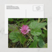 南グーン・ブロッサム、ウナスカ島 ポストカード (正面/裏面)