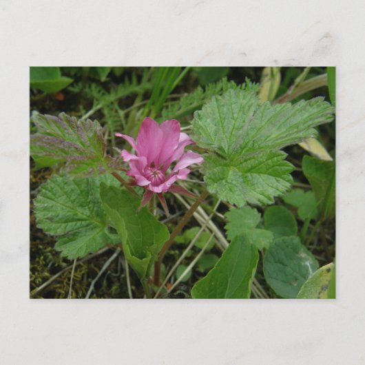 南グーン・ブロッサム、ウナスカ島 ポストカード (正面)