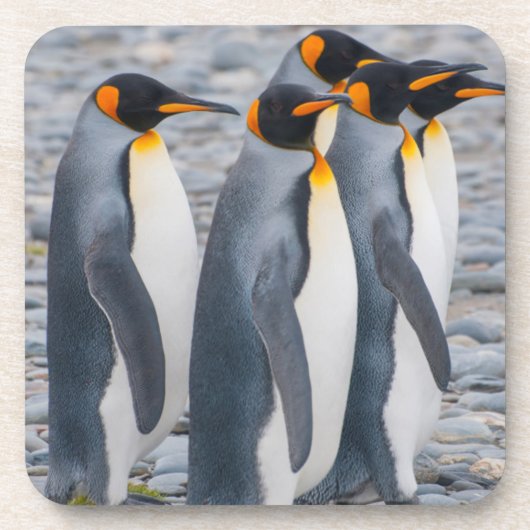 南ジョージアキングペンギン コースター (正面)