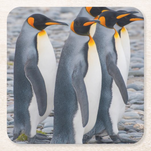 南ジョージアキングペンギン スクエアペーパーコースター (正面)