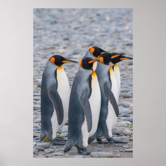 南ジョージアキングペンギン ポスター (正面)