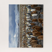 南ジョージア島に何千羽ものキングペンギン ジグソーパズル (縦)