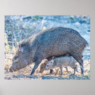 南テキサス州のベビーのJavelinaのブタそして母 ポスター