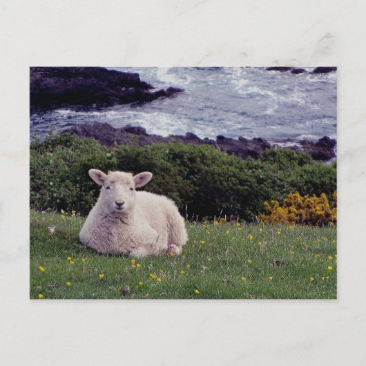 南デボンの子羊が野生の遠い海岸線で休息 ポストカード (正面)