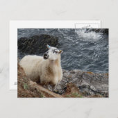 南デヴォンコーストの羊の岩を見て ポストカード (正面/裏面)