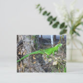 南トリニダード州ラロマンで日光浴 ポストカード