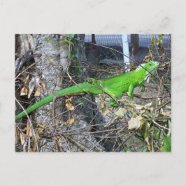 南トリニダード州ラロマンで日光浴 ポストカード