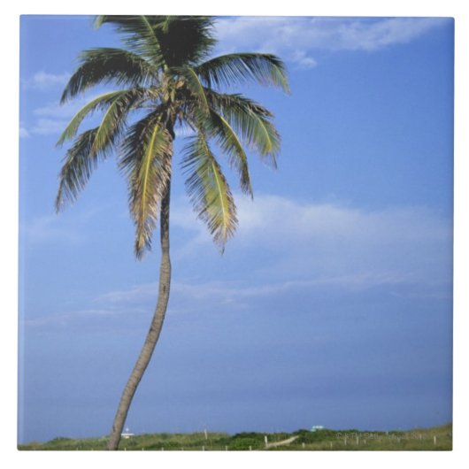 南ビーチ、Miami Beach、フロリダ、米国 タイル (正面)