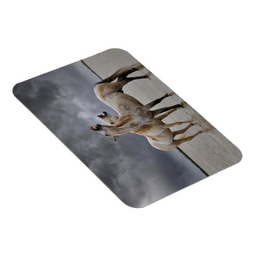 南フランスのカマルグの馬の牡獅子のペア マグネット (右側)