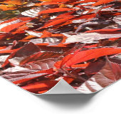 南フロリダ噴水ポスター ポスター (角)