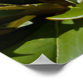 南マグノリアがポスタ葉ーに咲く ポスター (角)