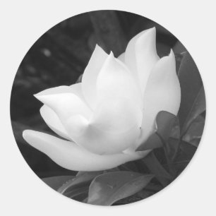 南マグノリアの開花 ラウンドシール