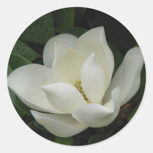 南マグノリアの開花 ラウンドシール