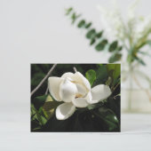 南マグノリア ポストカード (スタンド正面)