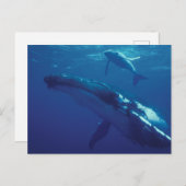 南太平洋、トンガ鯨と子牛 ポストカード (正面/裏面)