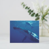 南太平洋、トンガ鯨と子牛 ポストカード (スタンド正面)