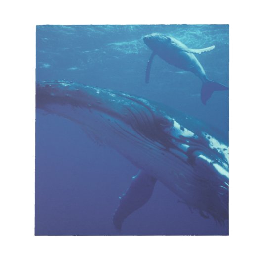南太平洋、トンガ。ザトウクジラと子クジラ ノートパッド (正面)