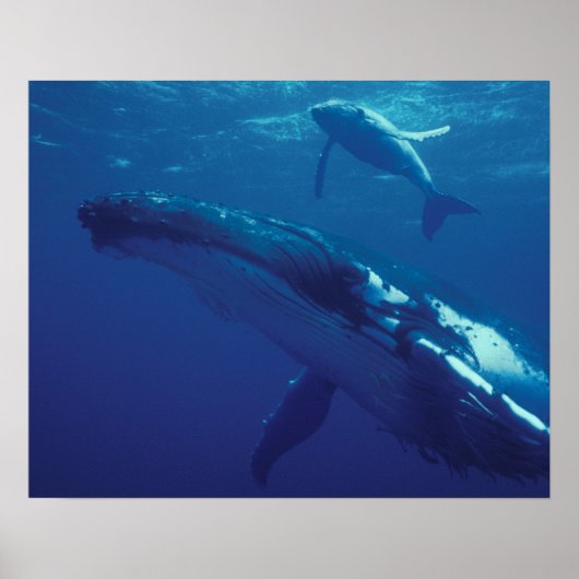 南太平洋、トンガ。ザトウクジラと子クジラ ポスター (正面)
