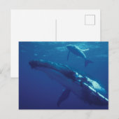 南太平洋、トンガ。ザトウクジラと子クジラ ポストカード (正面/裏面)