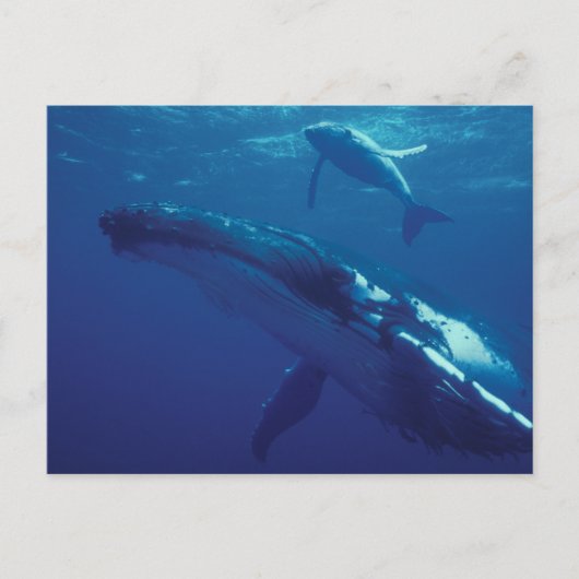 南太平洋、トンガ。ザトウクジラと子クジラ ポストカード (正面)