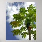 南太平洋、フランスのポリネシア、ムーア。2 ポスター (正面)