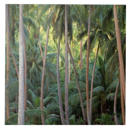 南太平洋、ポリネシフランスのア、ボラボラ。 タイル (正面)