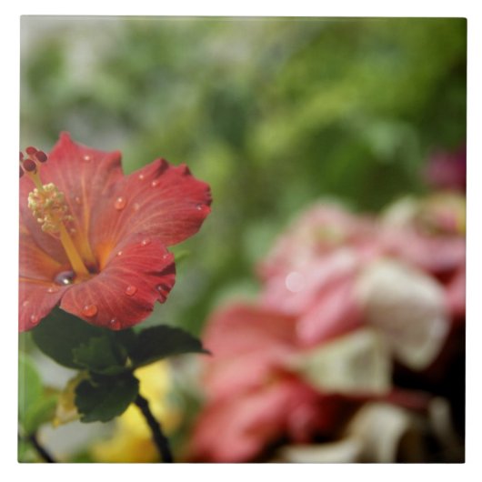 南太平洋，ポリネフランスのシア，社会2 タイル (正面)