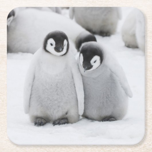 南極でコウテイペンギンが氷に浮かぶ スクエアペーパーコースター (正面)