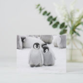 南極でコウテイペンギンが氷に浮かぶ ポストカード (スタンド正面)