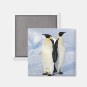 南極のペンギン皇帝が2羽 マグネット (正面/裏面)