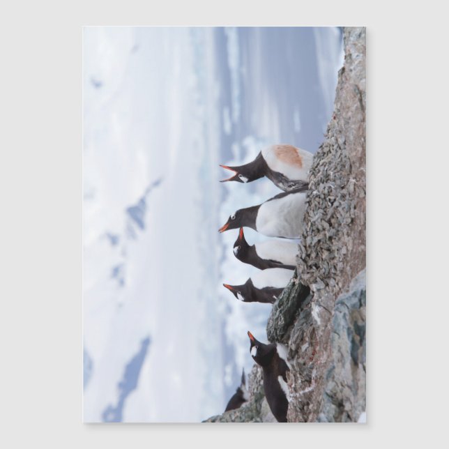 南極のペンギン (正面)