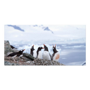 南極のペンギン カード