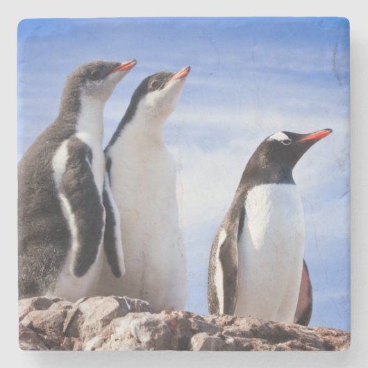 南極のペンギン ストーンコースター (正面)