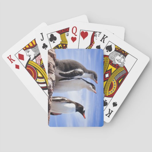 南極のペンギン トランプ (裏面)