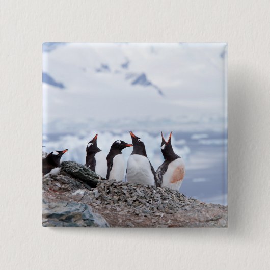 南極のペンギン 缶バッジ (正面)