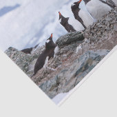 南極のペンギン 薄葉紙 (詳細)
