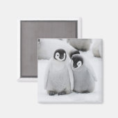 南極の氷の上の皇帝ペンギンのひな マグネット (正面/裏面)